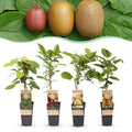 Green boutiQ - Plant fruitier - Actinidia Weiki & Hayward, Ken's Red, Kiwi jaune - Plant de kiwi - 1 mâle - 3 femelles - Plantes - Vert-Rouge-Jaune - Pot 15cm - Hauteur 50cm