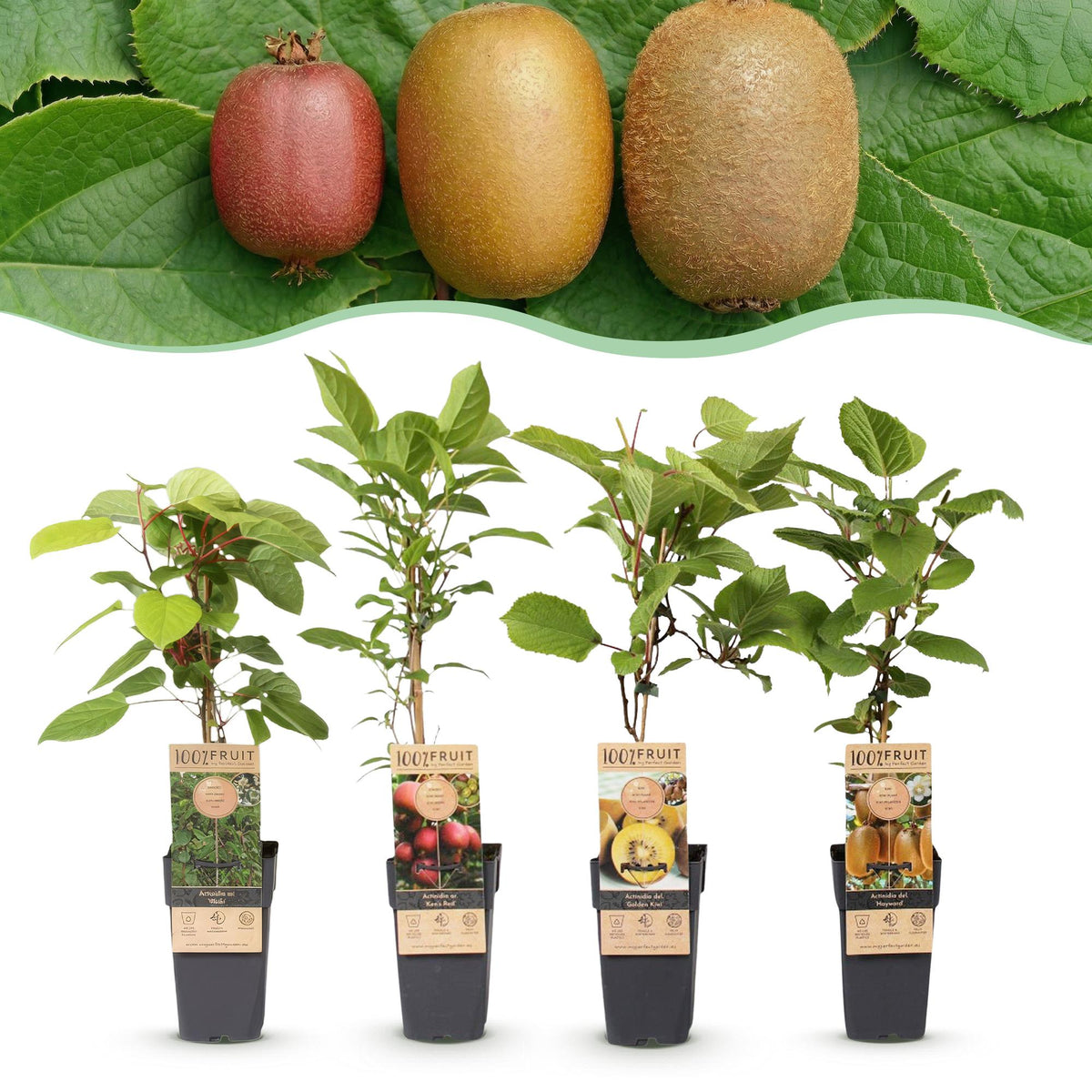 Green boutiQ - Plant fruitier - Actinidia Weiki & Hayward, Ken's Red, Kiwi jaune - Plant de kiwi - 1 mâle - 3 femelles - Plantes - Vert-Rouge-Jaune - Pot 15cm - Hauteur 50cm