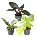 3x Baby Philodendron Tricolour - White - Pink - Yellow - Green - Tropical - Ø6cm - ↕10-15cm