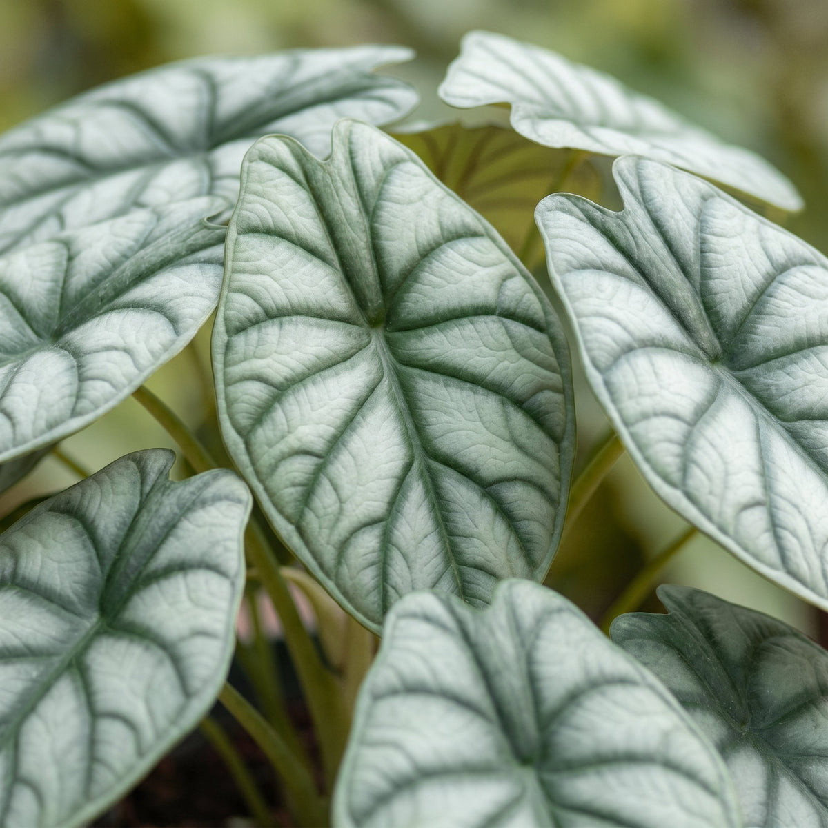 Alocasia Silver Dragon - Silver Dragon Elephant Ear - Grey - Tropical - Ø6cm - ↕12cm