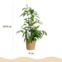Green BoutiQ - Green is... Kamerplanten - Dracaena surculosa - Drakenbloedboom - Weinig onderhoud - met mand - Groen - 1 Plant - Pot 17cm - Hoogte 60-70cm