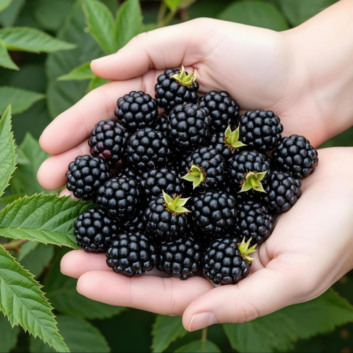 Green boutiQ - Plants fruitiers - Ronce toujours verte - Rubus Thornless Evergreen - Rustique - 3 plantes - Pot 9 cm - Mûre noire