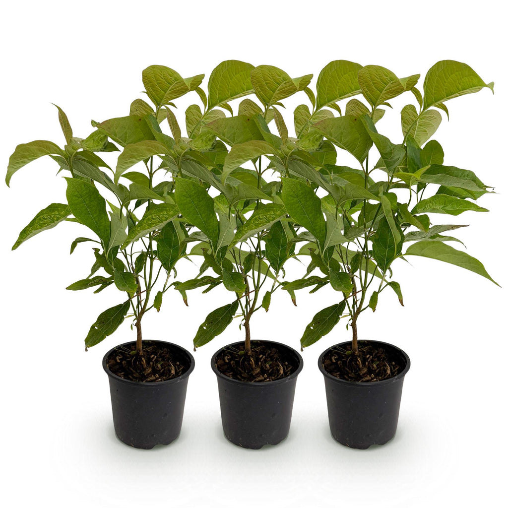 Green boutiQ - Tuinplant - Cornus mas - Bloem Geel - 3 Planten - Bladverliezend - Weinig Onderhoud - Pot 12cm Hoogte 35cm