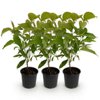 Green boutiQ - Tuinplant - Cornus mas - Bloem Geel - 3 Planten - Bladverliezend - Weinig Onderhoud - Pot 12cm Hoogte 35cm