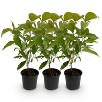 Green boutiQ - Tuinplant - Cornus mas - Bloem Geel - 3 Planten - Bladverliezend - Weinig Onderhoud - Pot 12cm Hoogte 35cm