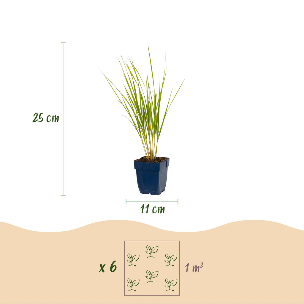 Green boutiQ - Gräser - Molinia arund. Karl Foerster - Pfeifengras - Mit Rispen - Grün - 24 Pflanzen - Topf 11cm - Höhe 15-25cm