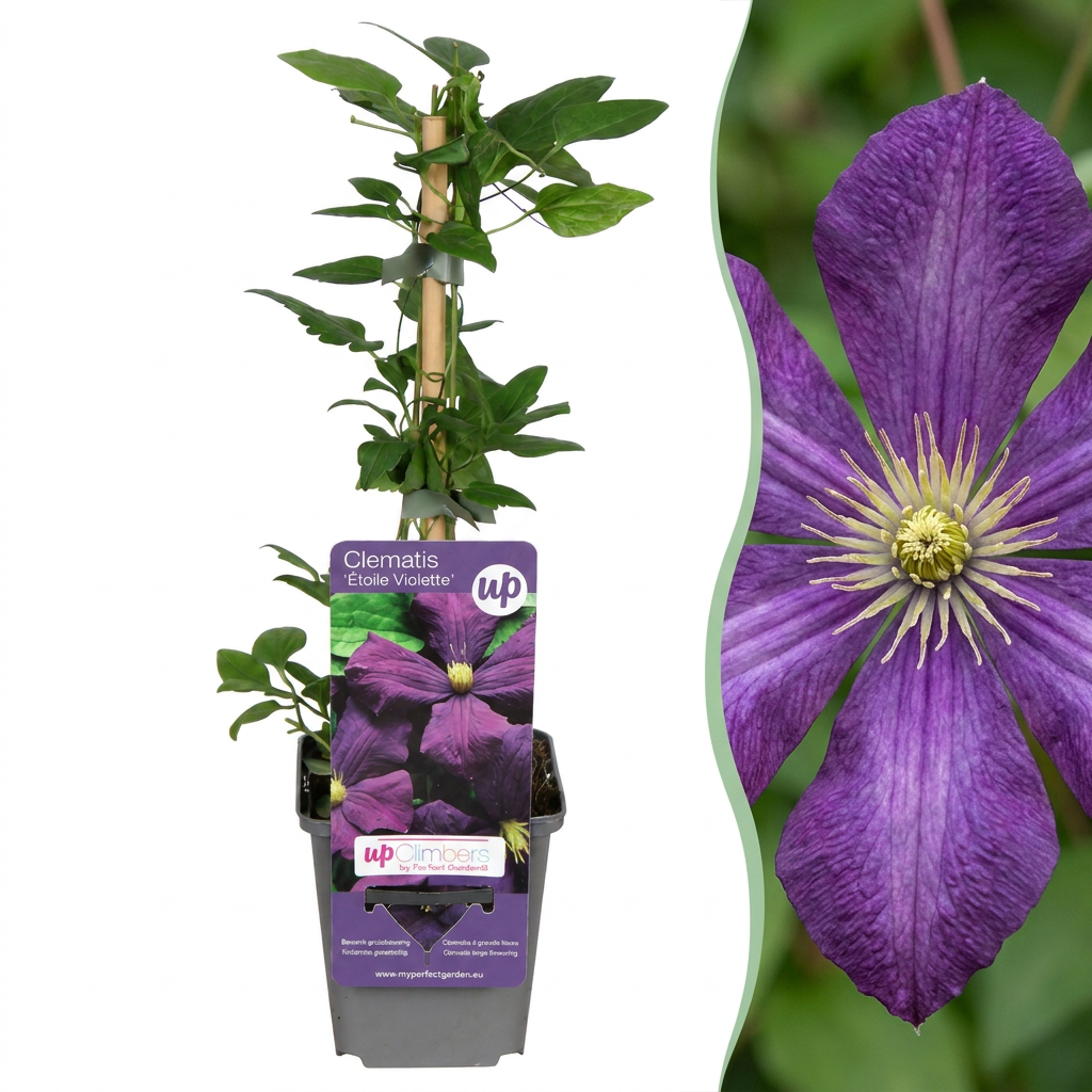 4x Clematis Etoile Viol - Bosrank - Paars - Klimplant - Ø9cm - ↕35cm