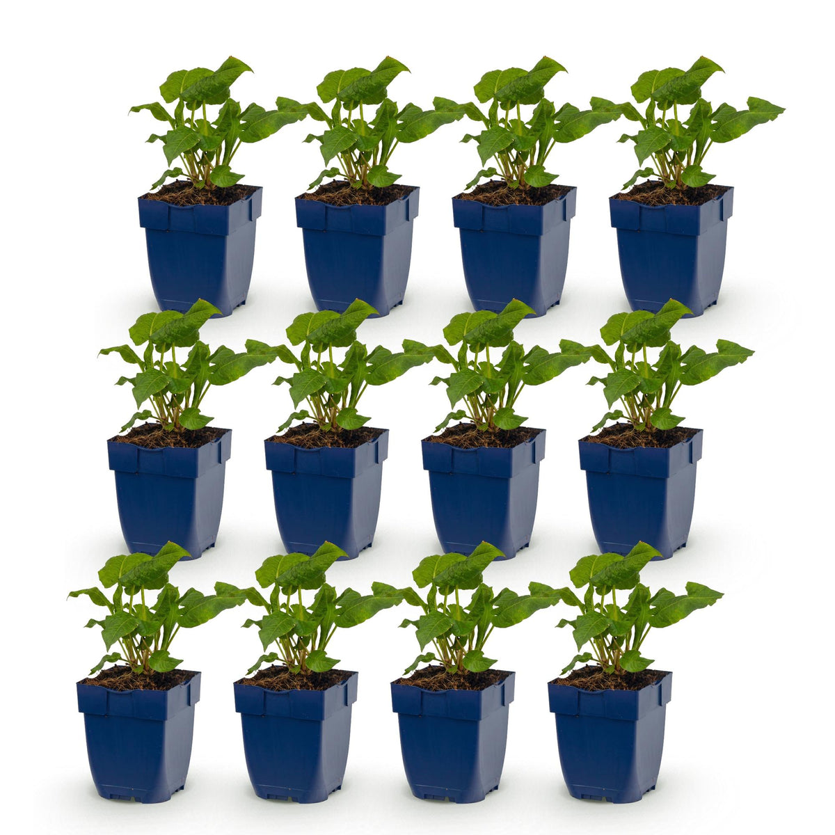 Green boutiQ - Vasteplant - Persicaria ampl. Alba - Duizendknoop - Schaduw - Wit - 12 Planten - Pot 11cm - Hoogte 15-25cm