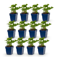 Green boutiQ - Vasteplant - Persicaria ampl. Alba - Duizendknoop - Schaduw - Wit - 12 Planten - Pot 11cm - Hoogte 15-25cm