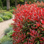 Green boutiQ - 24x Photinia fraseri Red Robin - Photinia - Plantes de haie - Persistant - Rouge - Pot 9cm - Hauteur 25-35cm