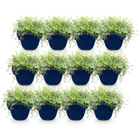 Green boutiQ - Perennial - Thymus Tricolour - Thyme - Ground Cover - Pink - Red - White - 12 Plants - Pot 11cm - Height 15-25cm