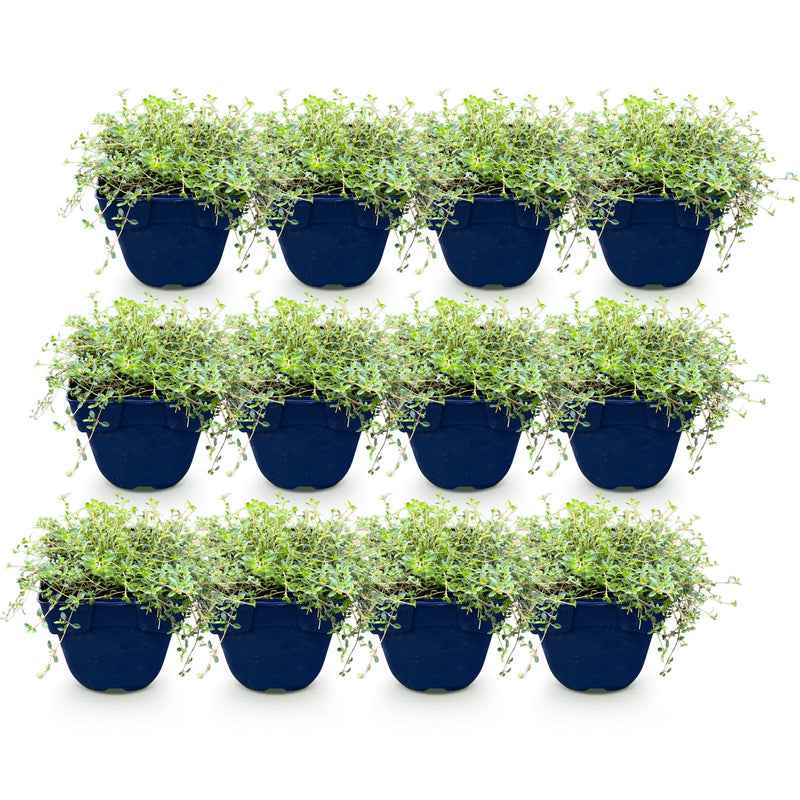 Green boutiQ - Perennial - Thymus Tricolour - Thyme - Ground Cover - Pink - Red - White - 12 Plants - Pot 11cm - Height 15-25cm