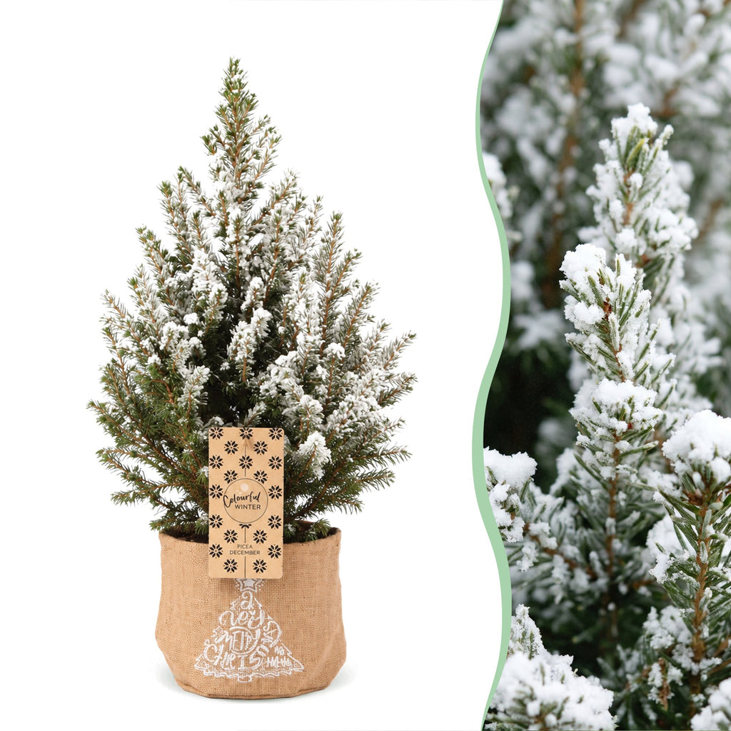 4x Picea glauca Conica - Dwarf Alberta Spruce - Green - White - Christmas tree - incl. jute bag - Ø17cm - ↕65cm