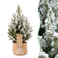 4x Picea glauca Conica - Dwarf Alberta Spruce - Green - White - Christmas tree - incl. jute bag - Ø17cm - ↕65cm