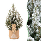 4x Picea glauca Conica - Dwarf Alberta Spruce - Green - White - Christmas tree - incl. jute bag - Ø17cm - ↕65cm