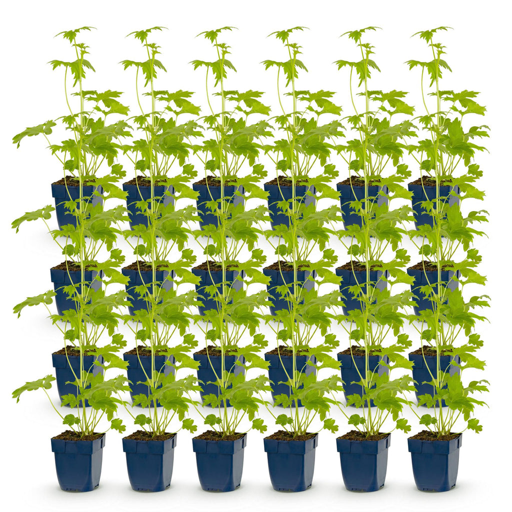 Green boutiQ - Stauden - Delphinium (P) Blue Bird - Rittersporn - Bienen- und Schmetterlingsmagnet - Blau - 24 Pflanzen - 11cm Topf - Höhe 15-25cm