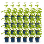 Green boutiQ - Stauden - Delphinium (P) Blue Bird - Rittersporn - Bienen- und Schmetterlingsmagnet - Blau - 24 Pflanzen - 11cm Topf - Höhe 15-25cm
