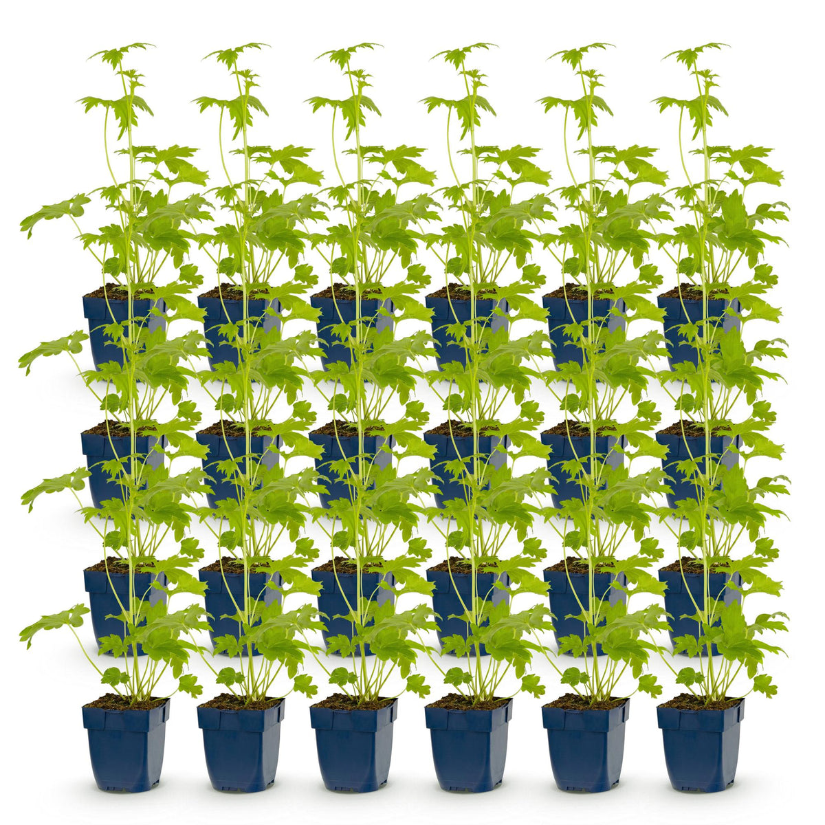 Green boutiQ - Stauden - Delphinium (P) Blue Bird - Rittersporn - Bienen- und Schmetterlingsmagnet - Blau - 24 Pflanzen - 11cm Topf - Höhe 15-25cm