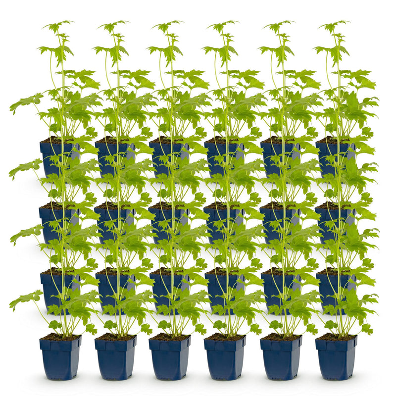 Green boutiQ - Vasteplant - Delphinium (P) Blue Bird - Ridderspoor - Bijen en Vlinderlokkers - Blauw - 24 Planten - Pot 11cm - Hoogte 15-25cm