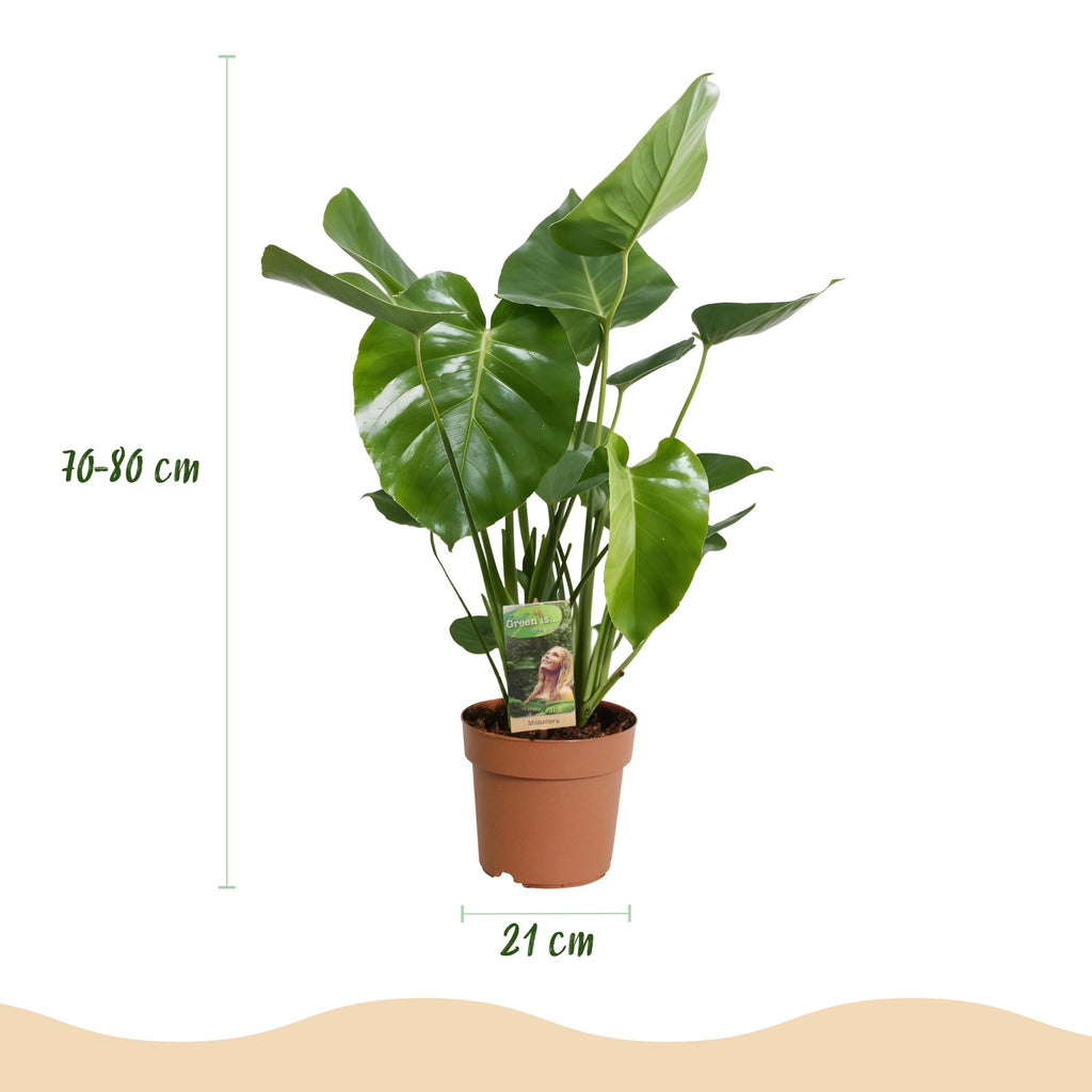 Green BoutiQ - Green is... Plantes d'intérieur - Monstera Deliciosa - Plante à trous - Peu d'entretien - Vert - 1 plante - Pot 21cm - Hauteur 70-80cm