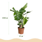 Green BoutiQ - Green is... Plantes d'intérieur - Monstera Deliciosa - Plante à trous - Peu d'entretien - Vert - 1 plante - Pot 21cm - Hauteur 70-80cm