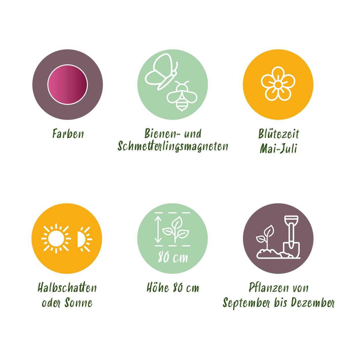 Green boutiQ - Bloembollen - Allium Sphaerocephalon - Kleur Paars - 100 stuks - Bolmaat 5/6 - XXL Pack