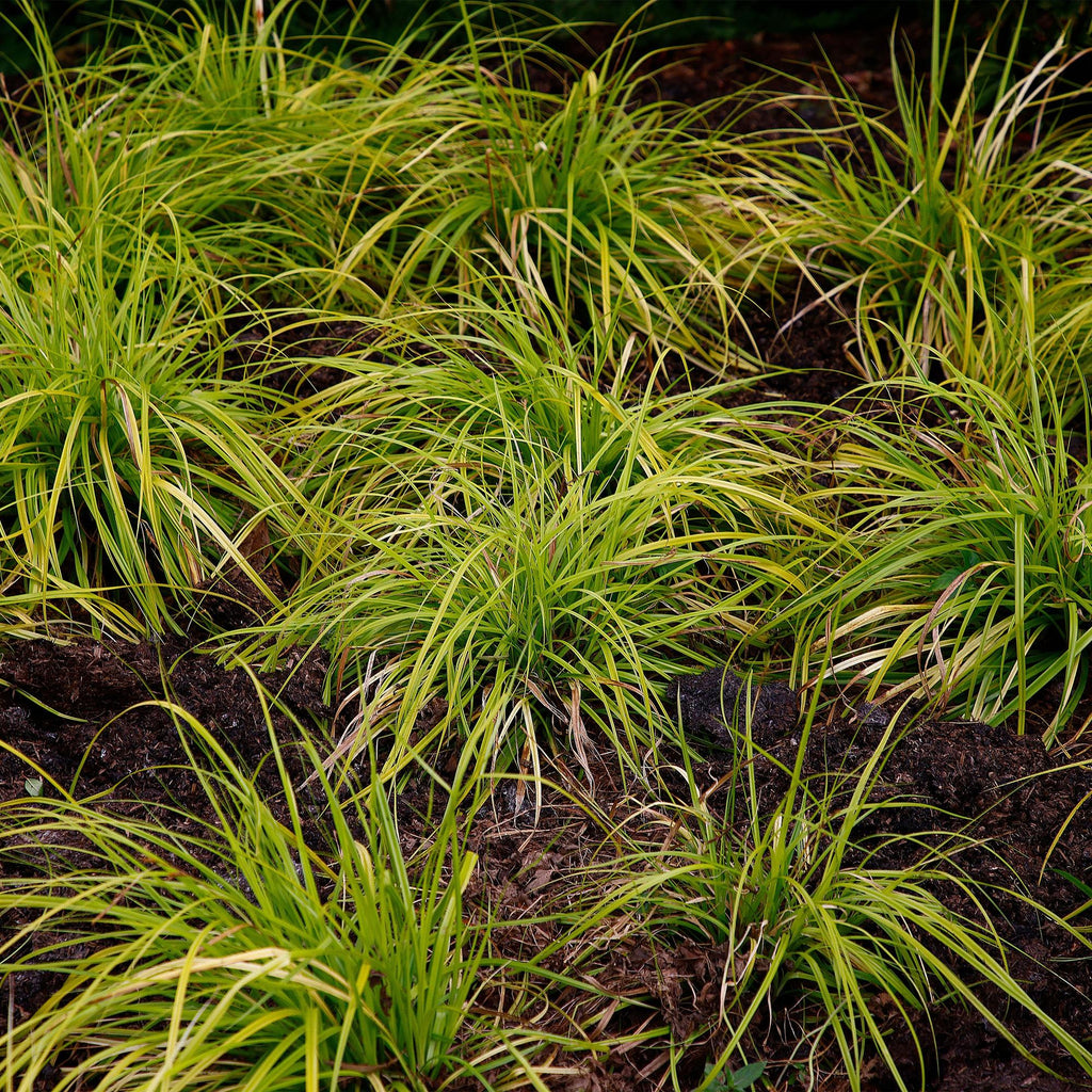 Green boutiQ - Graminées ornementales - Carex oshimensis Everillo - Jaune - 2 Plantes - Persistant - Peu d'entretien - Pot 17cm Hauteur 50cm