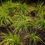 Green boutiQ - Graminées ornementales - Carex oshimensis Everillo - Jaune - 2 Plantes - Persistant - Peu d'entretien - Pot 17cm Hauteur 50cm