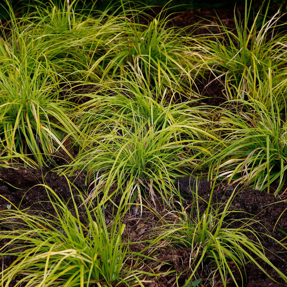 Green boutiQ - Graminées ornementales - Carex oshimensis Everillo - Jaune - 2 Plantes - Persistant - Peu d'entretien - Pot 17cm Hauteur 50cm