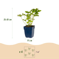 Vasteplant - Borderpakket - Schaduw - Diversen - Soorten en kleuren - 12 Planten - Pot 11cm - Hoogte 15-25cm