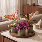 3x Baby Paradise Mix - Various colours - Tropical - incl. Linnea Olive - Ø6cm - ↕10-15cm