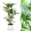 Green boutiQ - Plante d'intérieur - Howea Forsteriana - Kentia Palm - Peu d'entretien - Verte - 1 Plante - avec Cache-pot Blanc - Pot 19cm - Hauteur 80-85cm