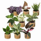9x Baby Plants Surprise Box - Baby Plants Surprise Box - Various colours - Tropical - incl. Linnea Honey - Ø6cm - ↕5-15cm
