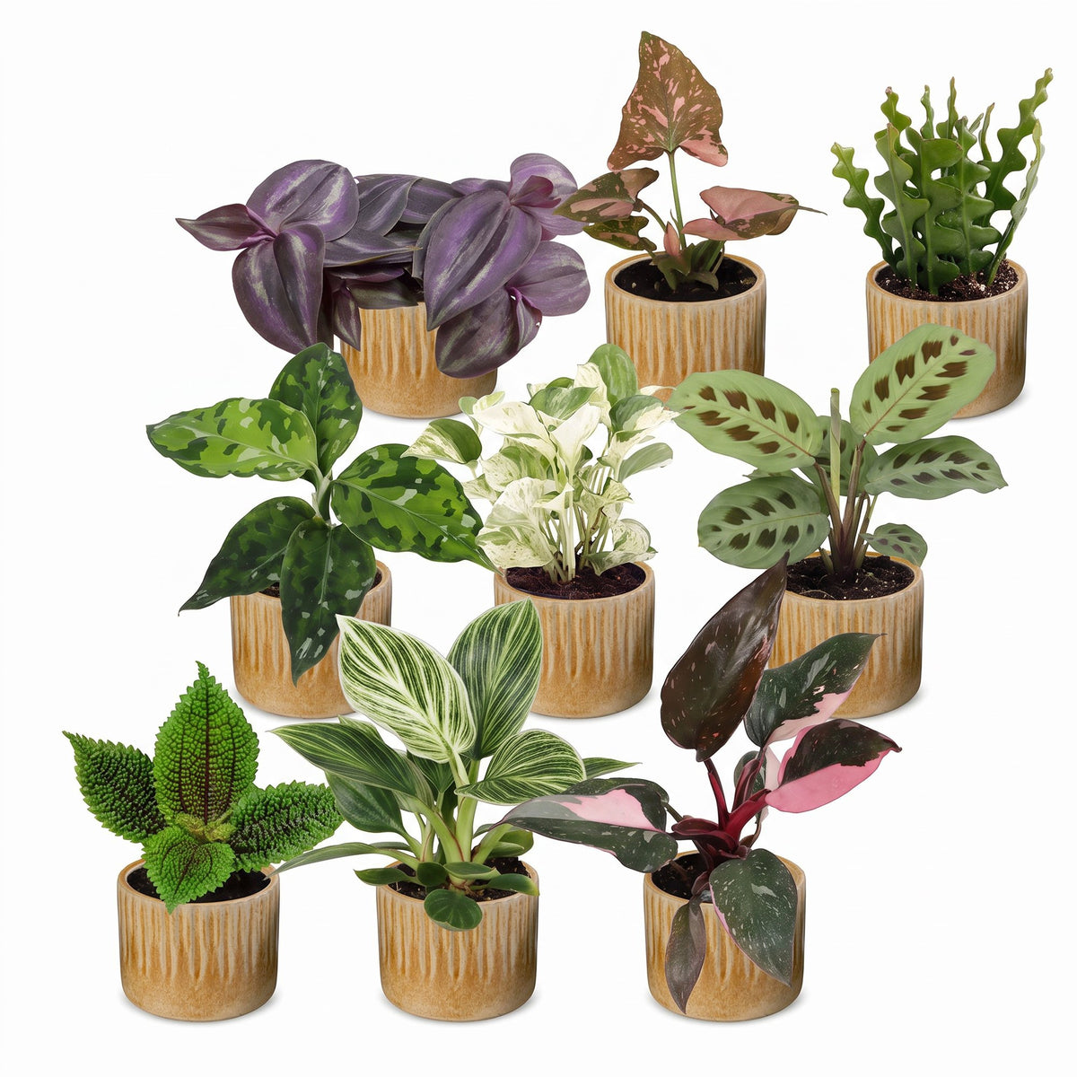 9x Baby Plants Surprise Box - Baby Plants Surprise Box - Various colours - Tropical - incl. Linnea Honey - Ø6cm - ↕5-15cm