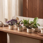 6x Baby Plants Surprise Box - Baby Plants Surprise Box - Various colours - Tropical - Ø6cm - ↕5-15cm