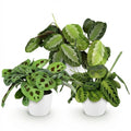 Green boutiQ - Zimmerpflanze - Maranta Silverband, Maranta Lemon Lime, Maranta Kerchoveana - Gebetspflanze - Haustierfreundliche Pflanze - Grün - 3 Pflanzen - mit Topf Weiß - Topf 12cm - Höhe 25cm