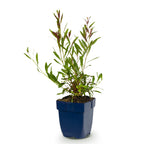 Green boutiQ - Stauden - Gaura lindh. Rosyjane - Prachtkerze - Bienen- und Schmetterlingsmagnet - Rosa - 1 Pflanze - Topf 11cm - Höhe 15-25cm