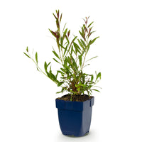 Green boutiQ - Vasteplant - Gaura lindh. Rosyjane - Prachtkaars - Bijen- en vlinderlokkers - Roze - 1 Plant - Pot 11cm - Hoogte 15-25cm