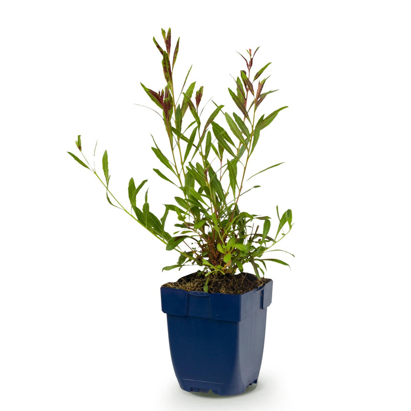 Green boutiQ - Vasteplant - Gaura lindh. Rosyjane - Prachtkaars - Bijen- en vlinderlokkers - Roze - 1 Plant - Pot 11cm - Hoogte 15-25cm