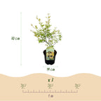 Green boutiQ - Plante de terrasse - Érable du Japon - Acer palmatum Methamorphosa - Vert - 1 plante - Caduc - Pot 19 cm, hauteur 70 cm