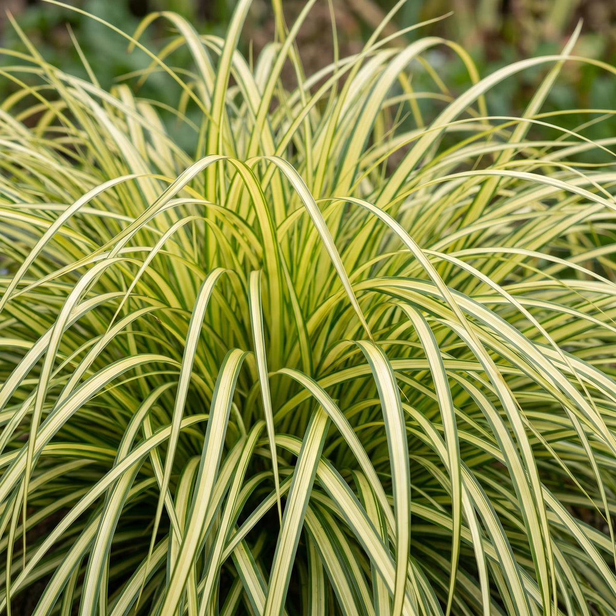 Green boutiQ - Graminées - Carex oshimensis Evergold - Laîche du Japon - Persistant - Jaune-Vert - 1 Plante - Pot 11cm - Hauteur 15-25cm