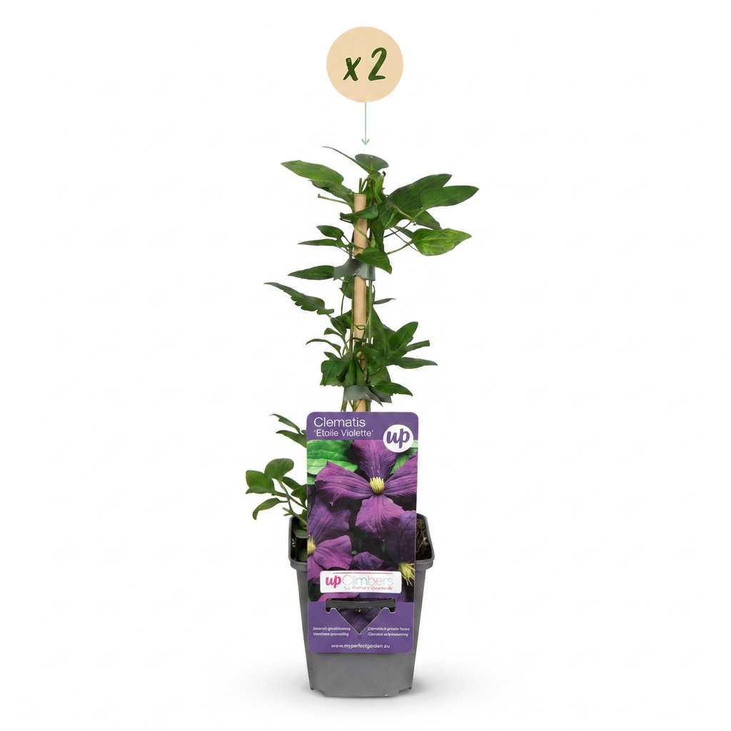 2x Clematis Etoile Viol - Bosrank - Paars - Klimplant - Ø9cm - ↕35cm