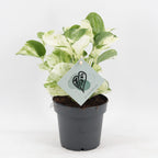 Epipremnum Manjula - Manjula Pothos - Green - White - Tropical - Ø12cm - ↕25cm