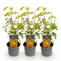 Green boutiQ - Gartenpflanze - Acer palmatum Orange Dream - Orange - 3 Pflanzen - Laubabwerfend - Pflegeleicht - Topf 12cm Höhe 35cm