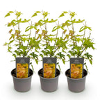 Green boutiQ - Gartenpflanze - Acer palmatum Orange Dream - Orange - 3 Pflanzen - Laubabwerfend - Pflegeleicht - Topf 12cm Höhe 35cm