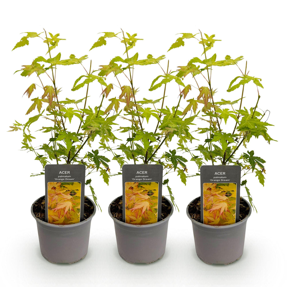 Green boutiQ - Gartenpflanze - Acer palmatum Orange Dream - Orange - 3 Pflanzen - Laubabwerfend - Pflegeleicht - Topf 12cm Höhe 35cm