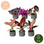 6x Baby Paradise Mix - Various colours - Tropical - incl. Linnea Misty Blue - Ø6cm - ↕10-15cm