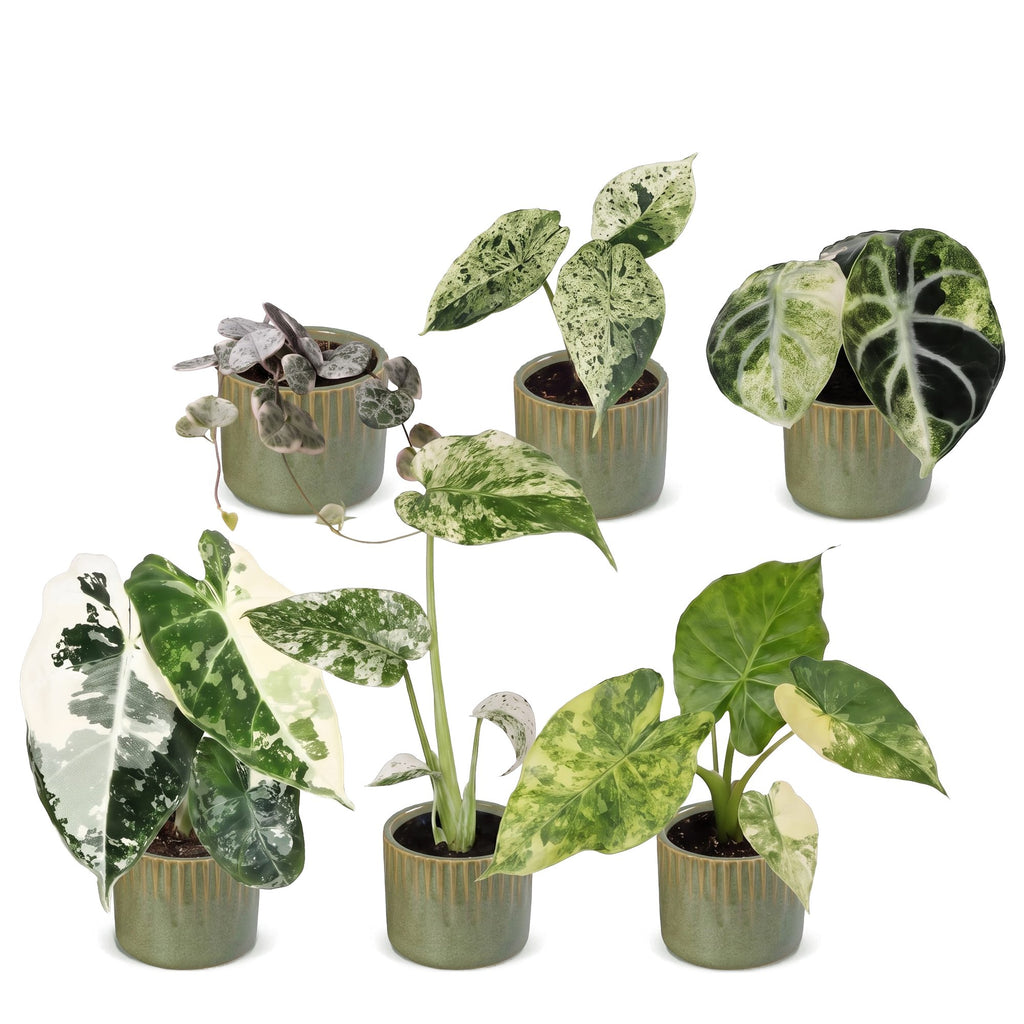 6x Baby Variegata Mix - Various colours - Tropical - incl. Linnea Olive - Ø6cm - ↕10-15cm