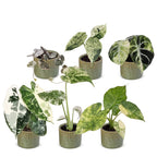 6x Baby Variegata Mix - Various colours - Tropical - incl. Linnea Olive - Ø6cm - ↕10-15cm