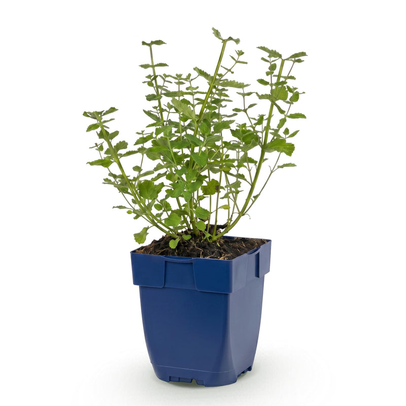Green boutiQ - Vasteplant - Nepeta faassenii Walker's Low - Kattenkruid - Bijen en Vlinderlokkers - Blauw - 1 Plant - Pot 11cm - Hoogte 15-25cm
